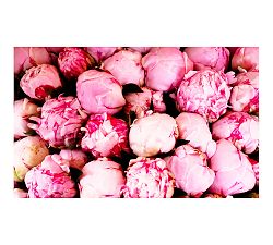 Pink Peonies Framed Print by Rebecca Plotnick