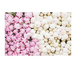 Paris Peony Season at the Market by Rebecca Plotnick