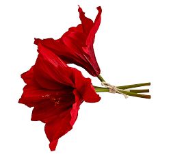 Amaryllis Pick, Bloom of 3