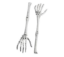 Skeleton Servers - Set of 2