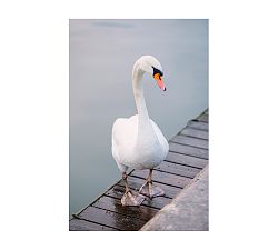 Parisian Swan by Justine Milton