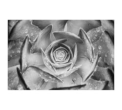 Hypnotic Succulent Framed Prints by Ana V Ramirez