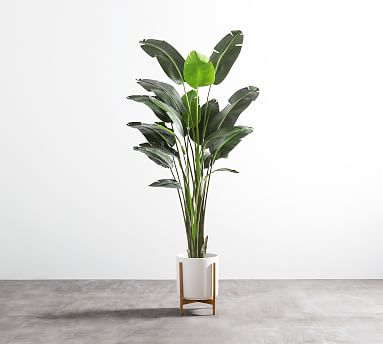 braided plant Pachira main image 0