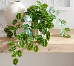 Faux Wandering Prayer Houseplant