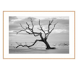 Bull's Island Print By Lannie Hall