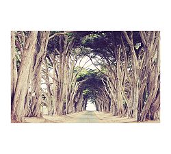 Tree Avenue by Lupen Grainne