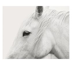 White Horse Framed Print by Jennifer Meyers