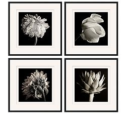 Flower Black &amp; White Framed Print