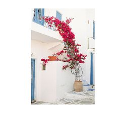 Bougainvillea by Justine Milton