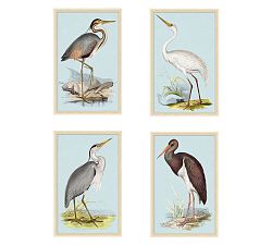 Seabird On Blue Framed Prints
