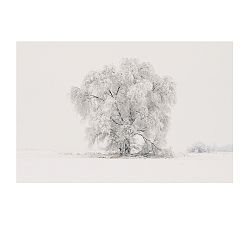 Winter Tree Framed Print by Jennifer Meyers