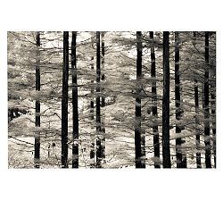 Into the Woods Framed Print by Ana V Ramirez