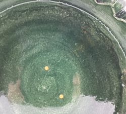 Open Box: Glossy Tree Bowl - Green