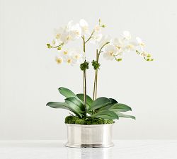 Brandon Maxwell Kady Silver Julip Potted Orchid