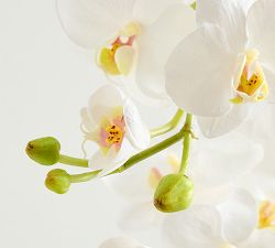 Brandon Maxwell Kady Silver Julip Potted Orchid