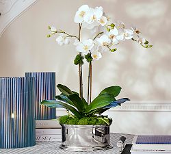 Brandon Maxwell Kady Silver Julip Potted Orchid