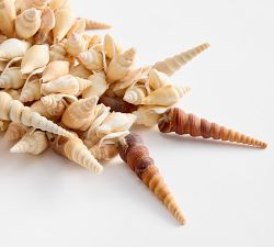 Cream Seashell Rope Object