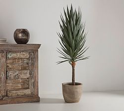 Faux Potted Coachella Valley Yucca Tree