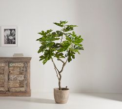 Faux Potted Fig Trees