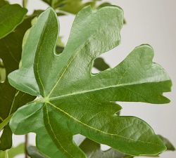 Faux Potted Fig Trees