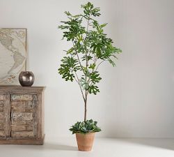 Faux Potted Fig Trees