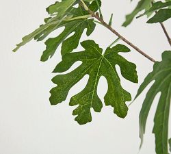 Faux Potted Fig Trees