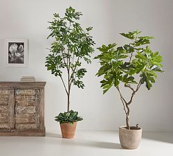 Faux Potted Fig Trees