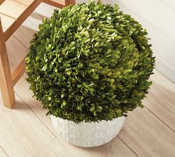 Preserved Boxwood Ball