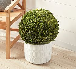 Preserved Boxwood Ball