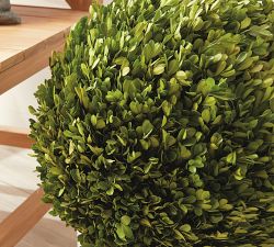 Preserved Boxwood Ball