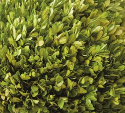 Preserved Boxwood Ball