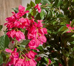 Balboa Park Faux Bougainvillea Plants