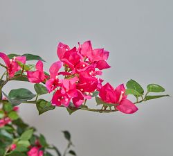 Balboa Park Faux Bougainvillea Plants