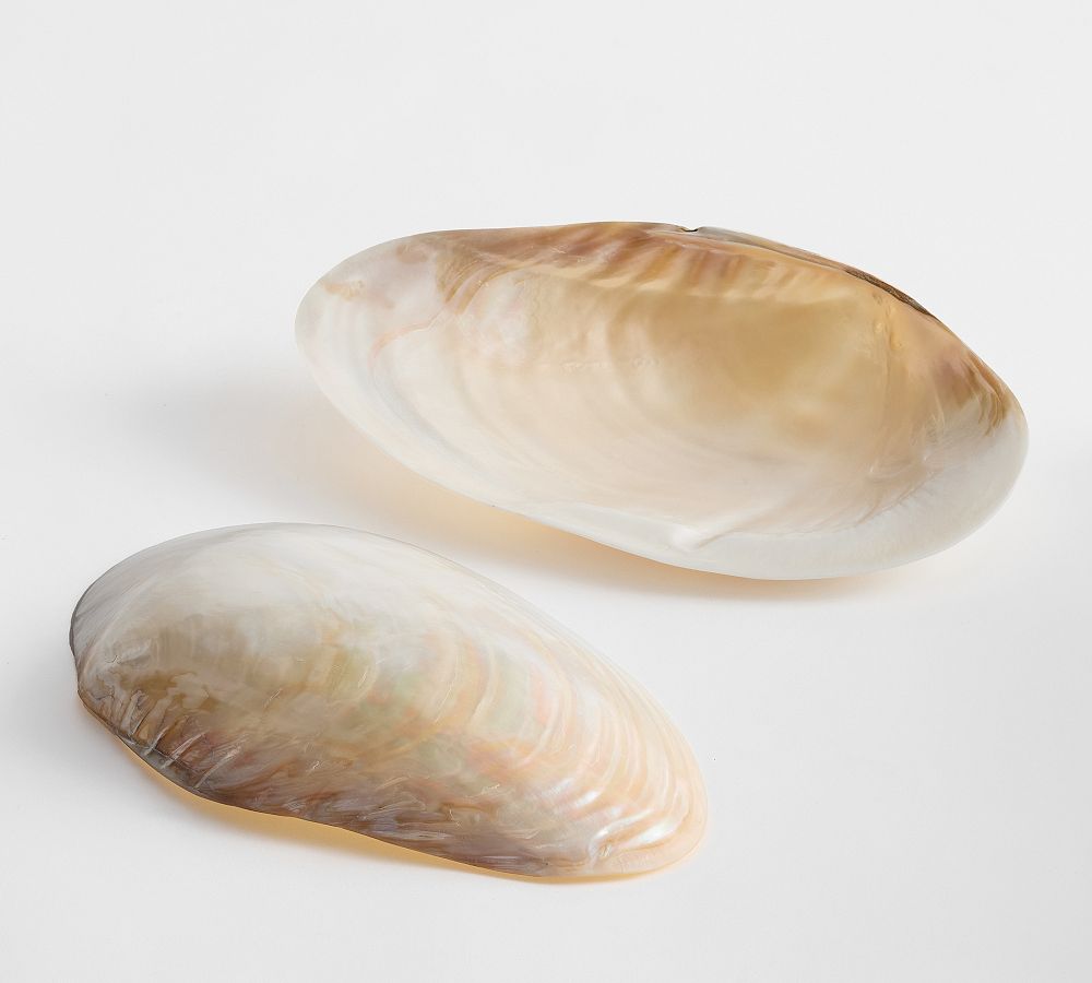 Polished Decorative Shell