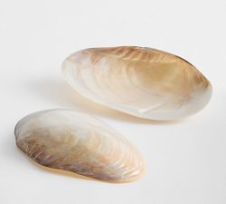 Polished Decorative Shell