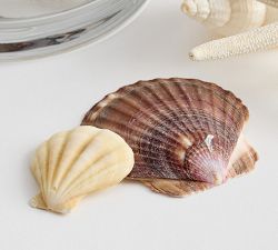 Mixed Shells Vase Filler