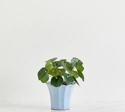 Faux Elephant Ear Plant