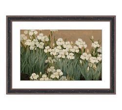 White Bearded Iris Framed Print by Carleigh Courey