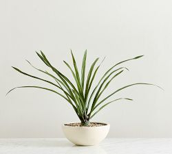 Faux Potted Draping Succulent