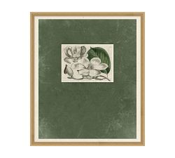Magnolia Bloom Framed Print