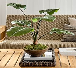 Faux Composed Elephant Ear Plant