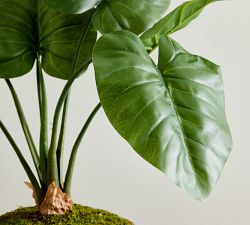 Faux Composed Elephant Ear Plant