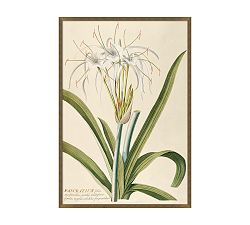 Open Box: Pancratium Framed Print, 25"W x 36"H