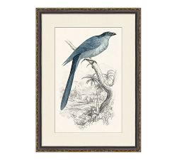 Traditional Bird Framed Paper Prints