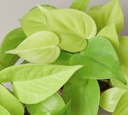 Live Neon Pothos In Planter