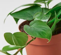 Live Heartleaf Philodendron In Planter