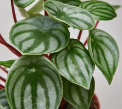 Live Peperomia In Planter