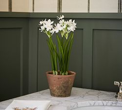 Faux Potted Paperwhites