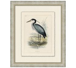 Coastline Birds Framed Print
