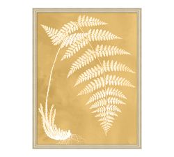 Sun Fern  Framed Print